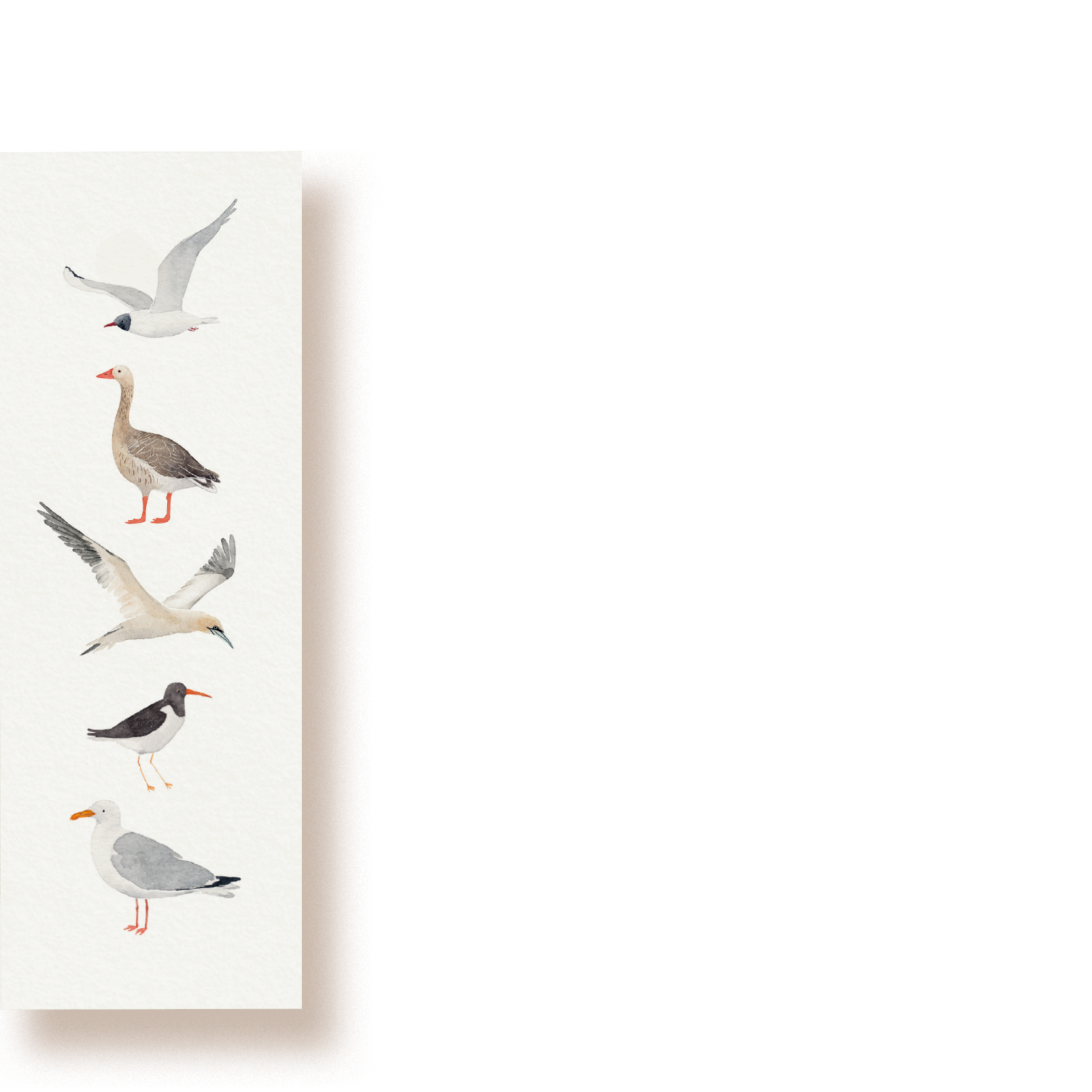 Meeresvögel | Lesezeichen