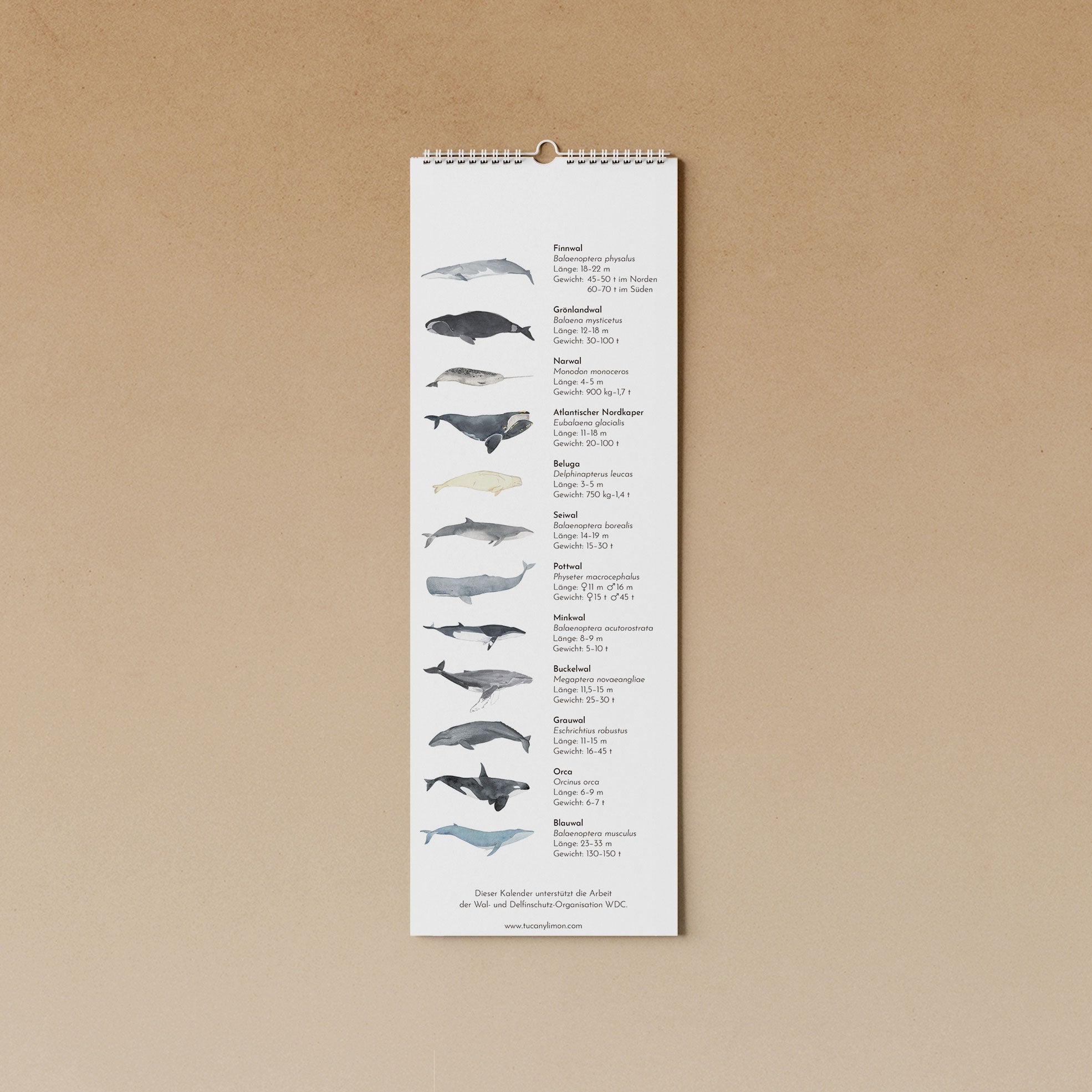 Wale | immerwährender Kalender