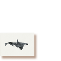 Orca | Minikarte