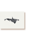Orca | Wal Postkarte