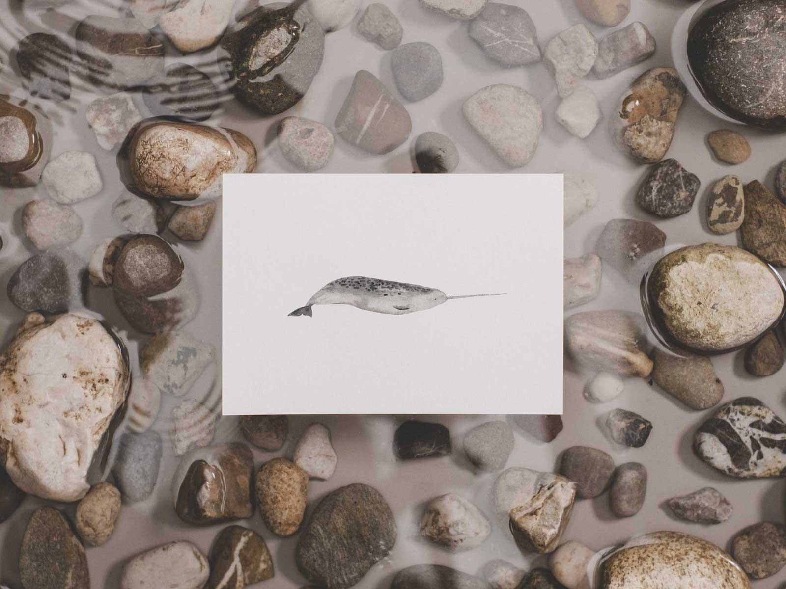 Narwal | Wal Postkarte