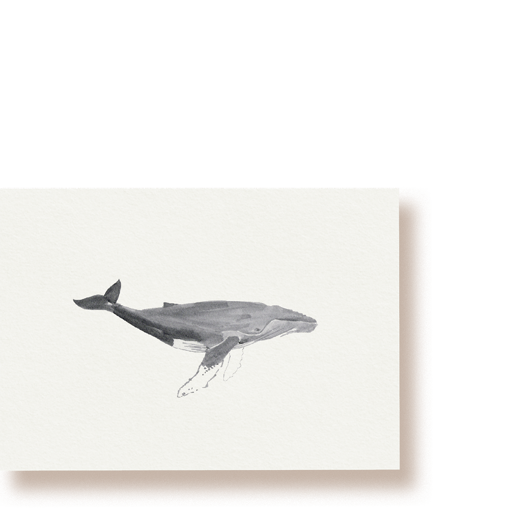 Buckelwal | Postkarte