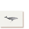 Buckelwal | Postkarte