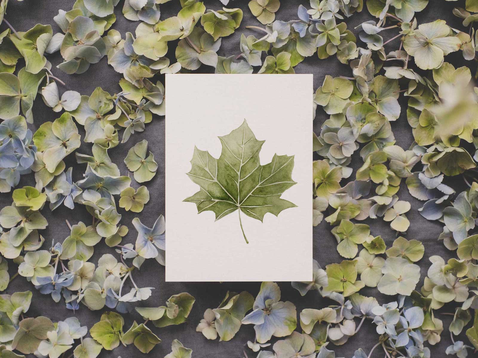 Ahornblatt | Postkarte