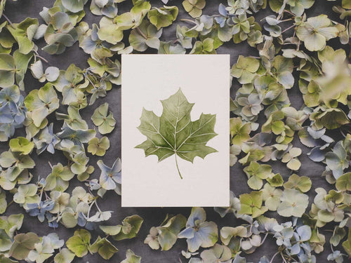 Ahornblatt | Postkarte