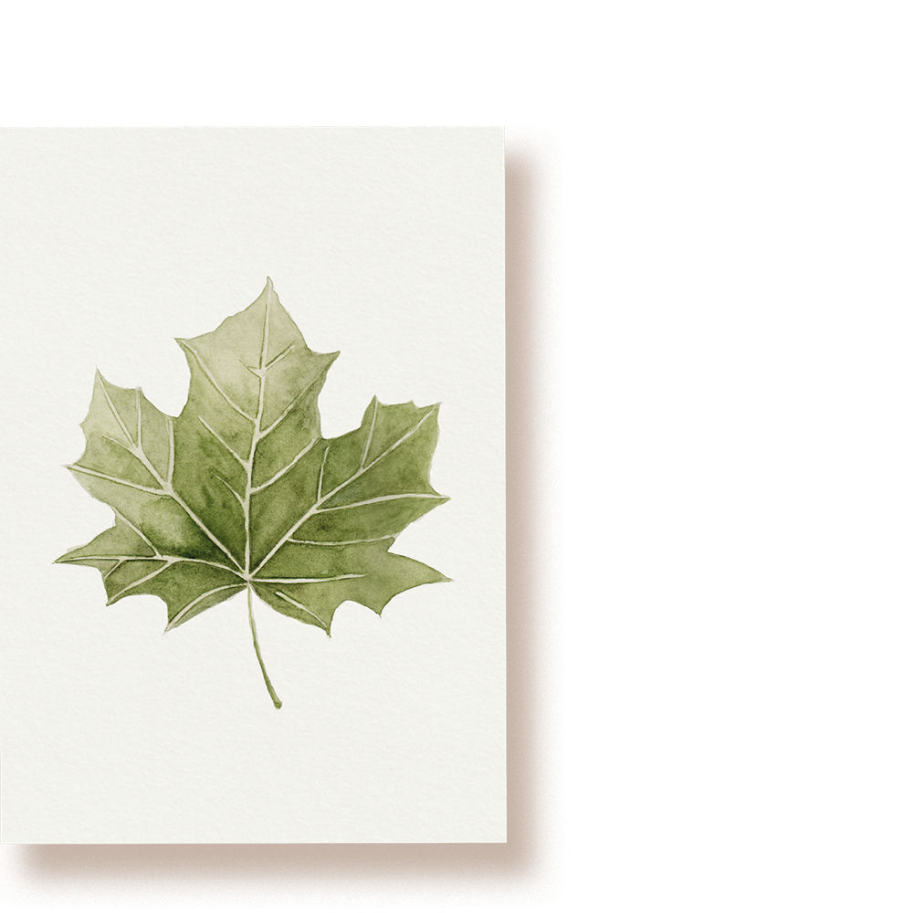 Ahornblatt | Postkarte