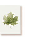Ahornblatt | Postkarte