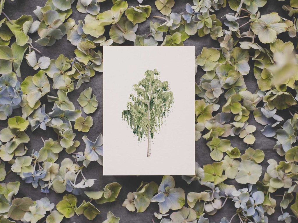 Birke | Postkarte
