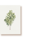 Birke | Postkarte