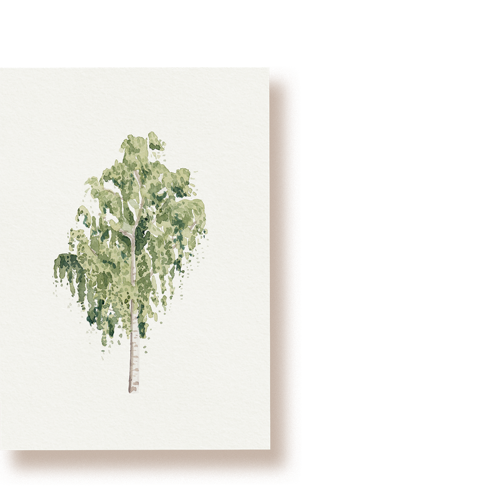 Birke | Postkarte