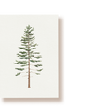 Tanne | Postkarte