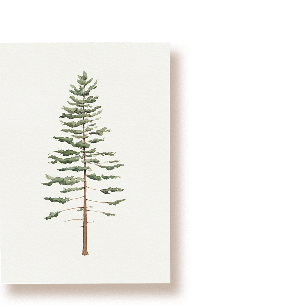 Tanne | Postkarte