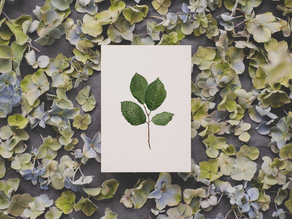 Buchenblatt | Postkarte