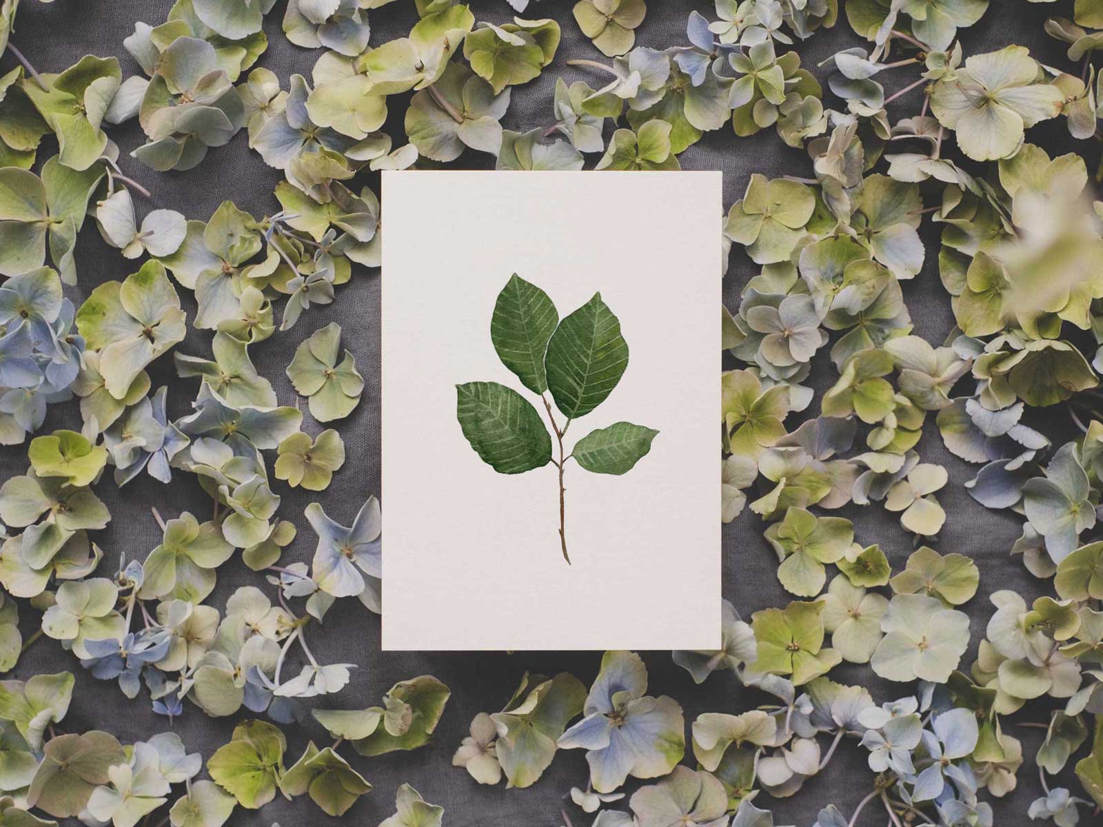 Buchenblatt | Postkarte