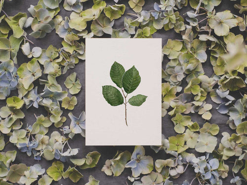 Buchenblatt | Postkarte