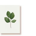 Buchenblatt | Postkarte
