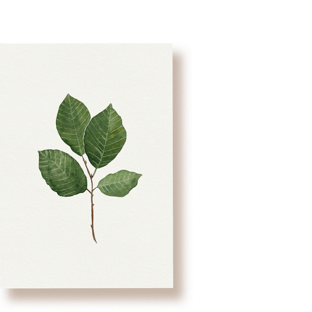 Buchenblatt | Postkarte