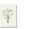Eiche | Postkarte