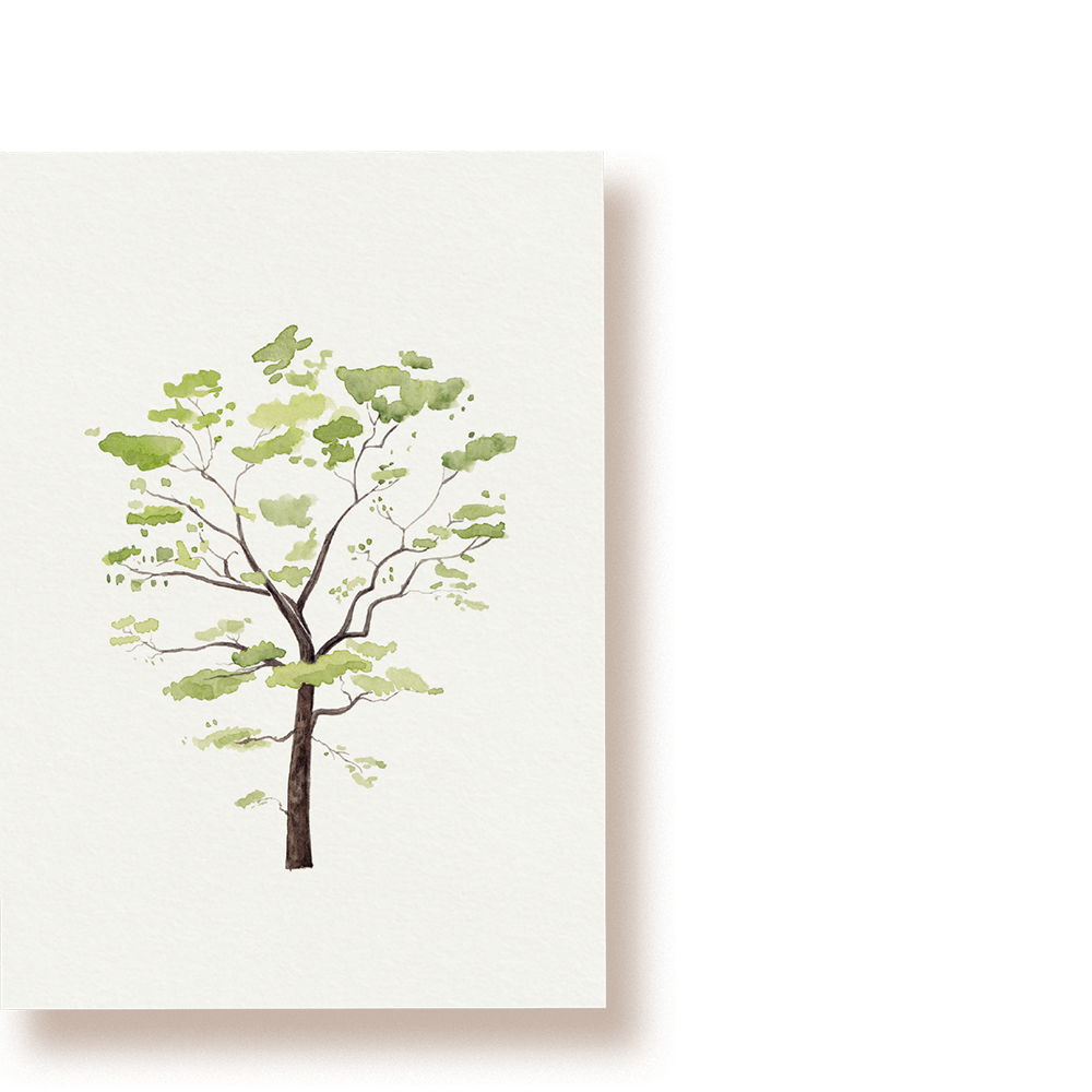 Eiche | Postkarte