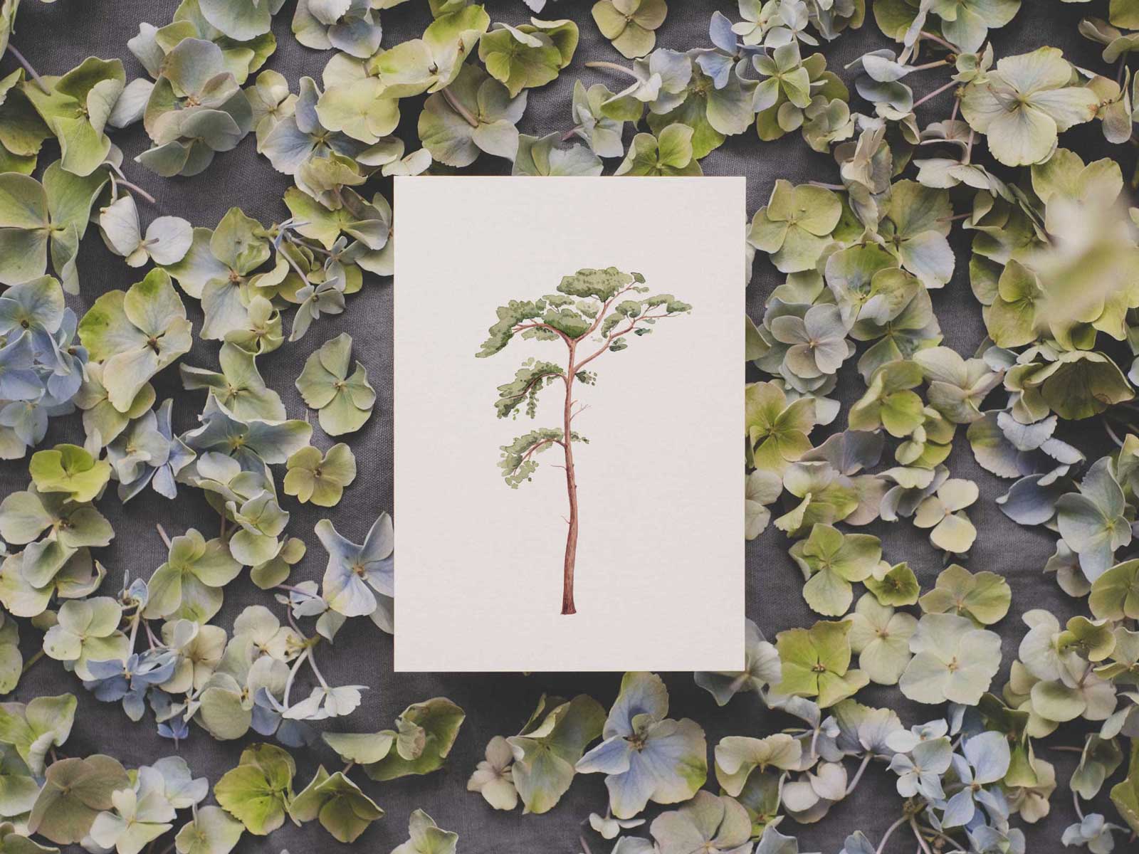Kiefer | Postkarte