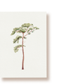 Kiefer | Postkarte