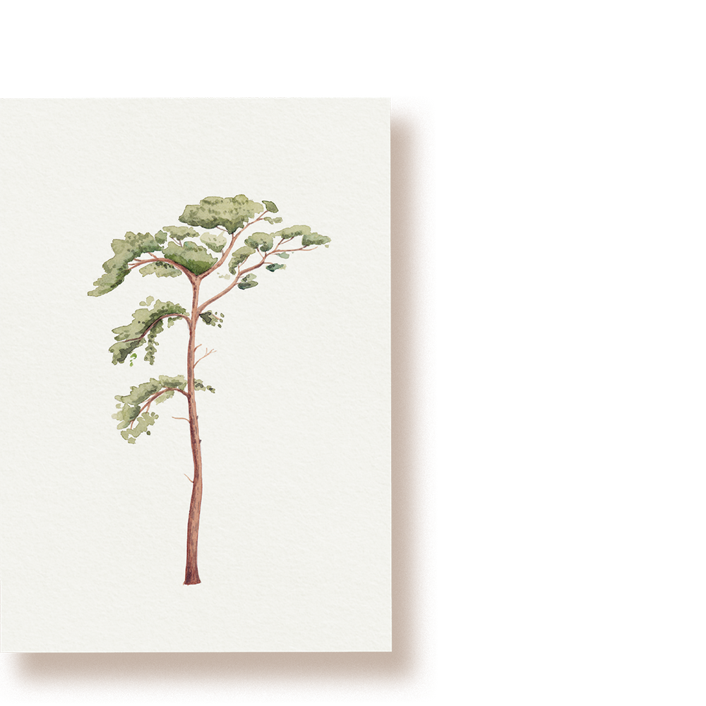 Kiefer | Postkarte