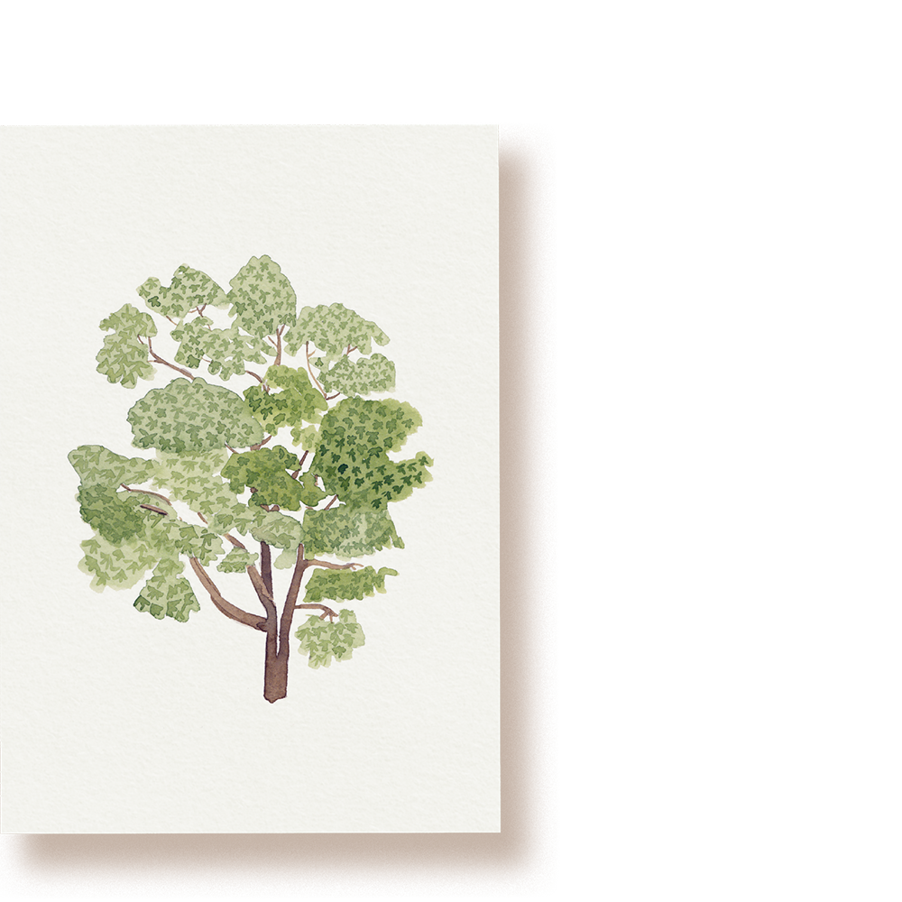 Kastanie | Postkarte