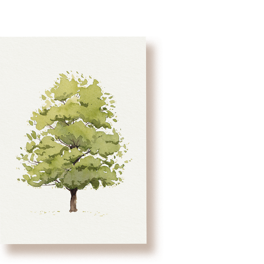 Linde | Postkarte