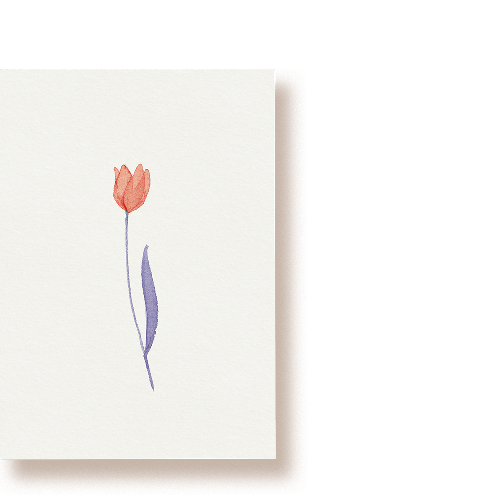 Tulpe | Postkarte