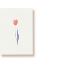 Tulpe | Postkarte