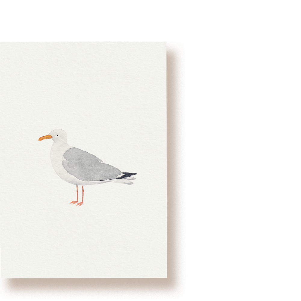 Silbermöwe | Postkarte