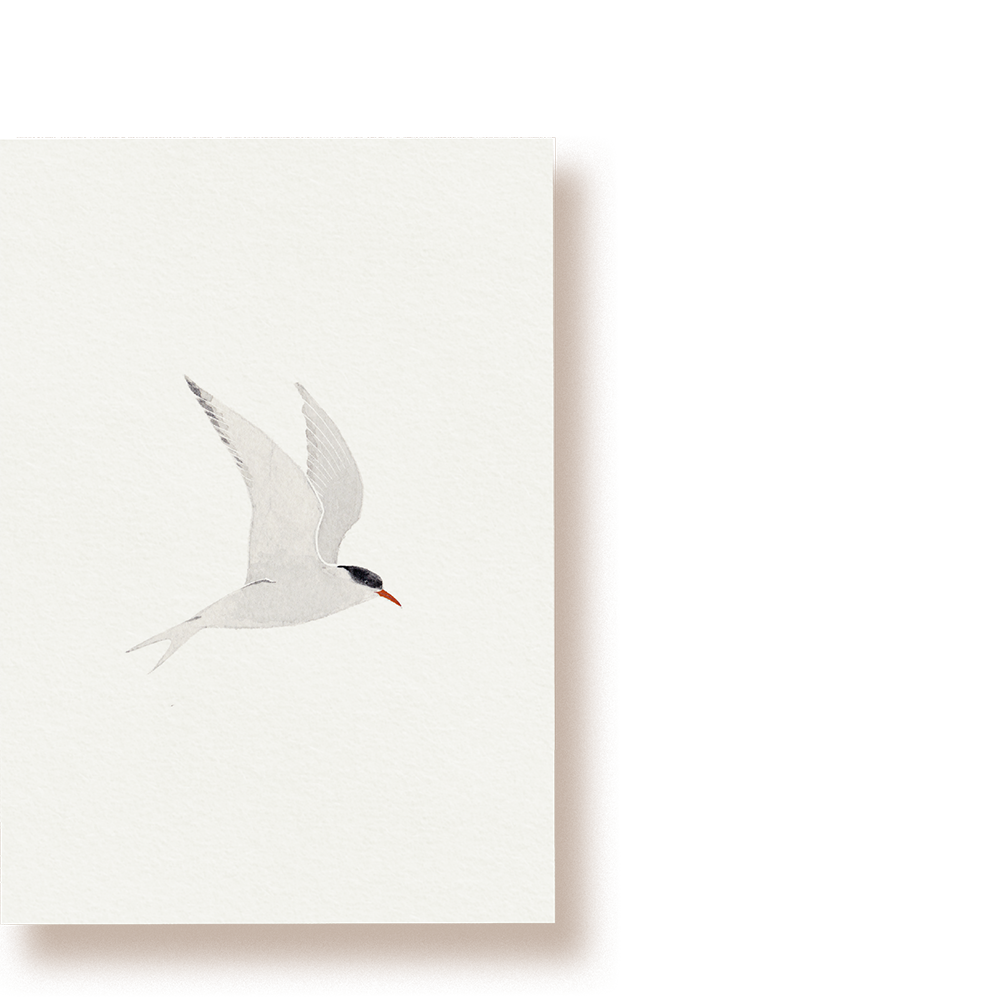 Küstenseeschwalbe | Postkarte
