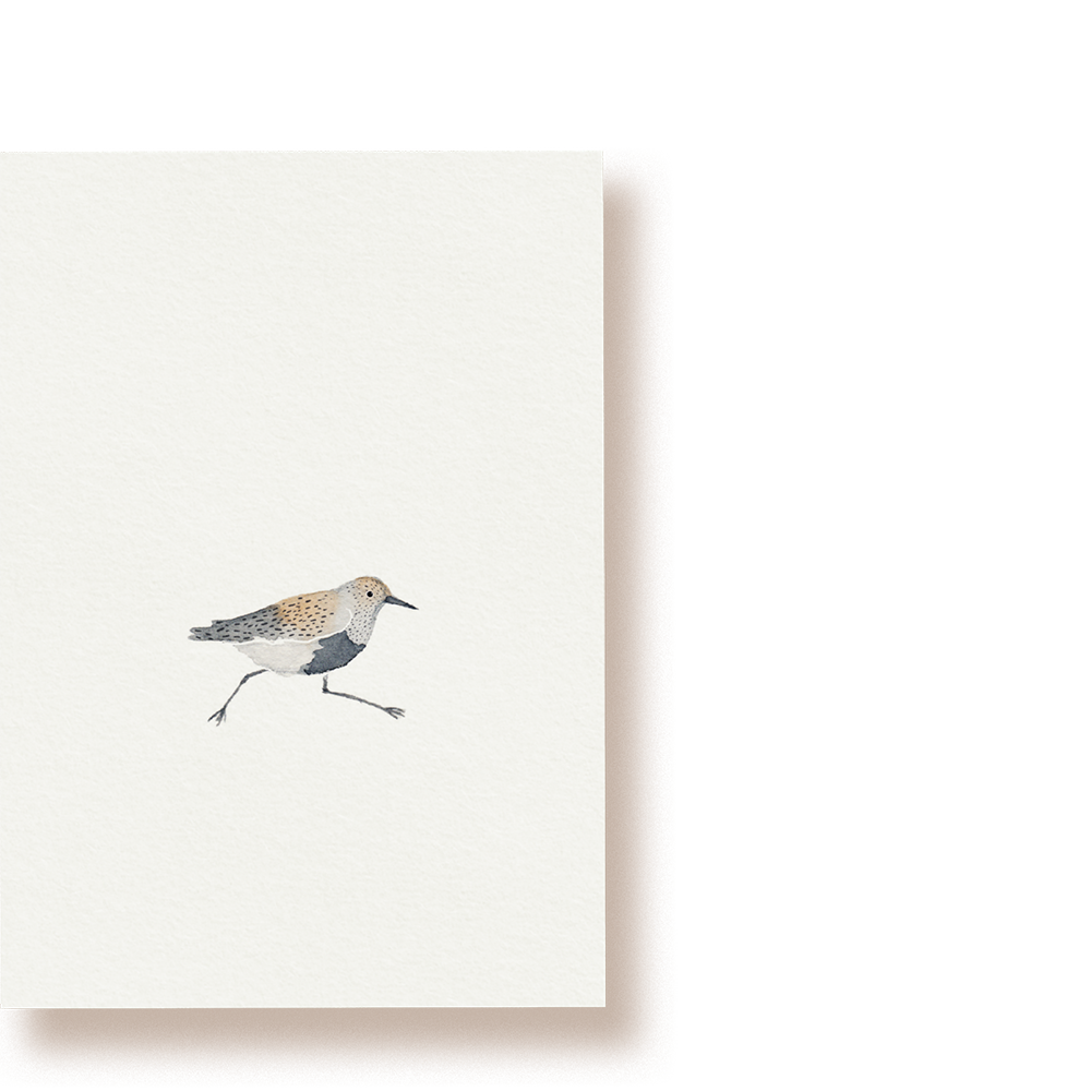 Alpen-Strandläufer | Postkarte