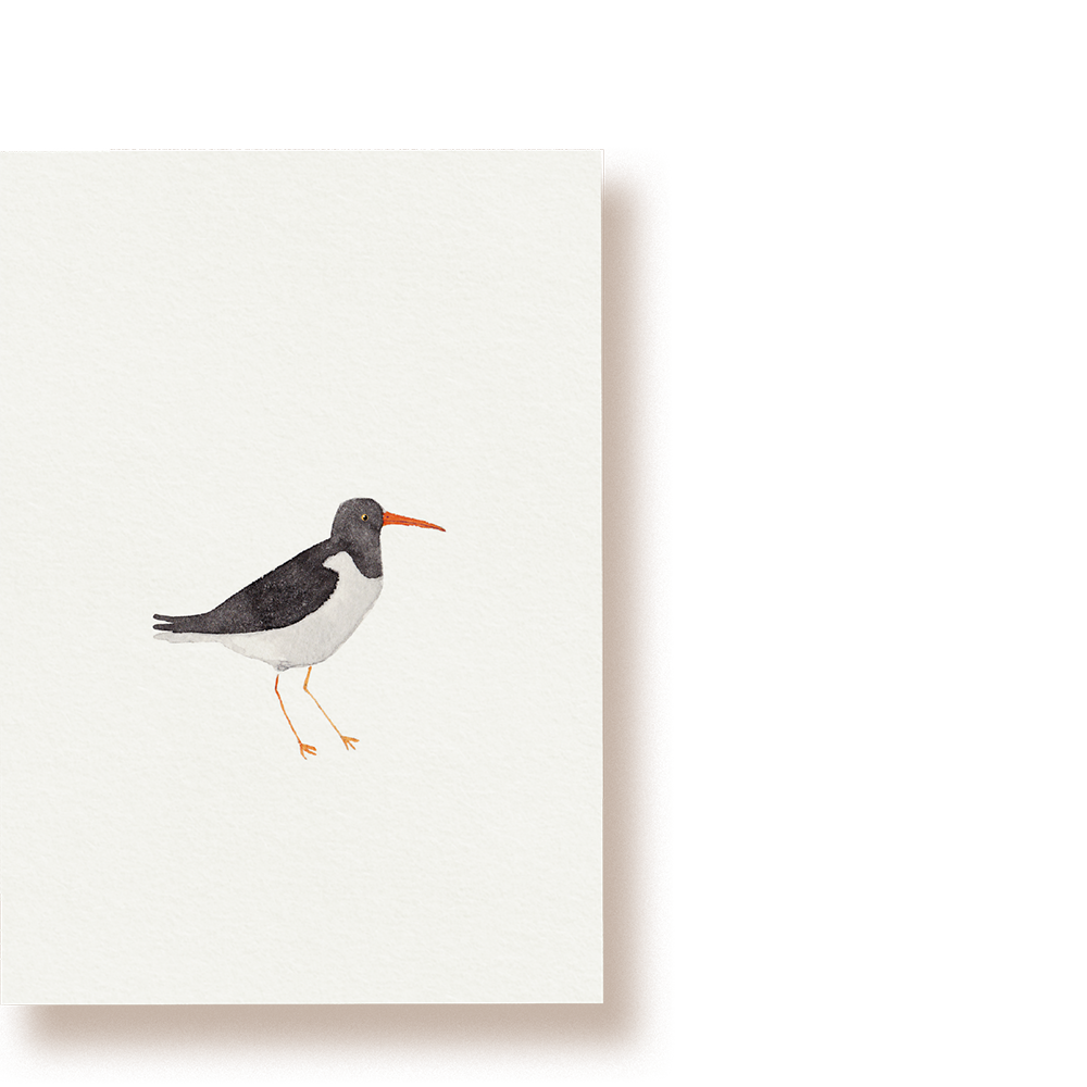 Austernfischer | Postkarte