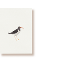 Austernfischer | Postkarte