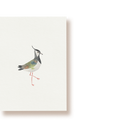Kiebitz | Postkarte