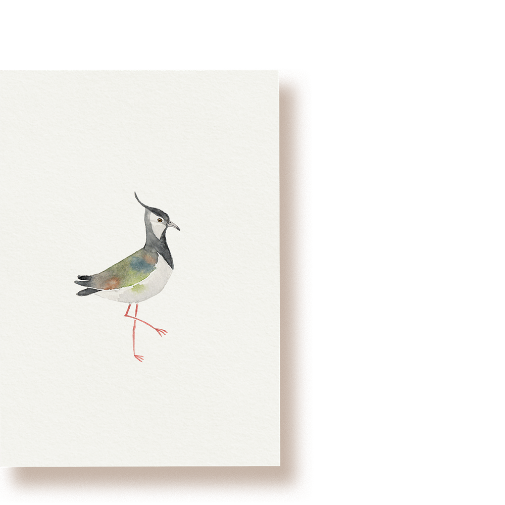 Kiebitz | Postkarte