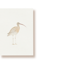 Großer Brachvogel | Postkarte