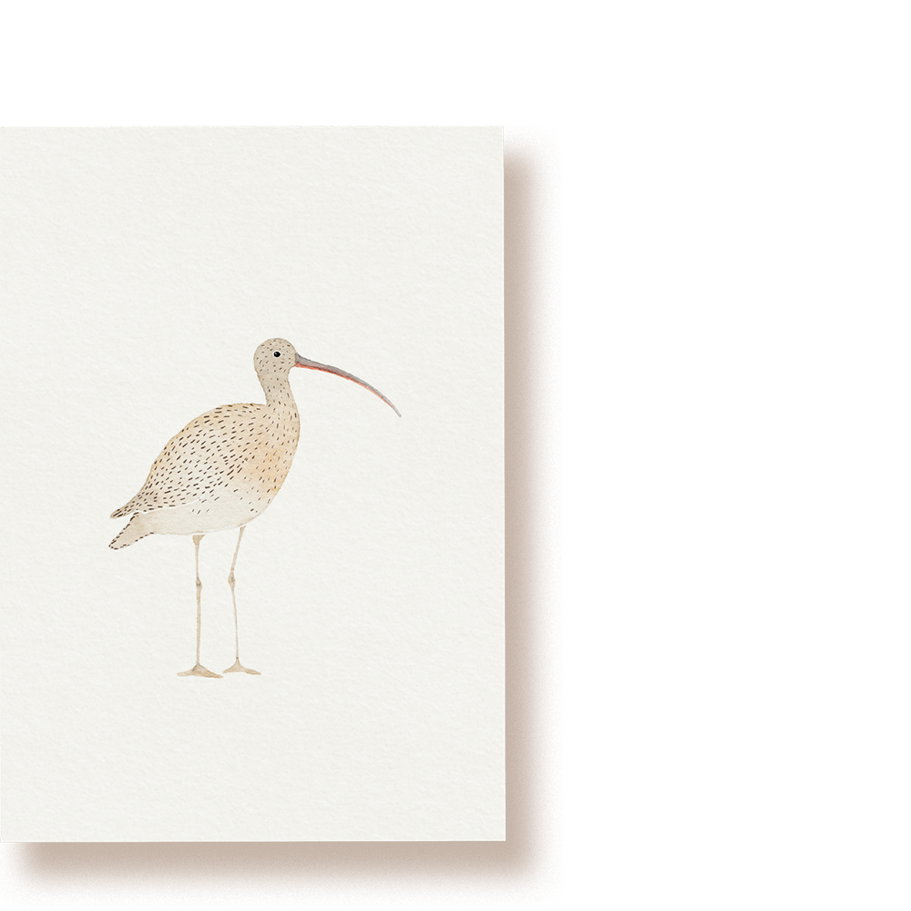 Großer Brachvogel | Postkarte