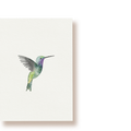 Kolibri | Postkarte