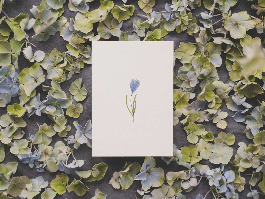 Krokus | Postkarte