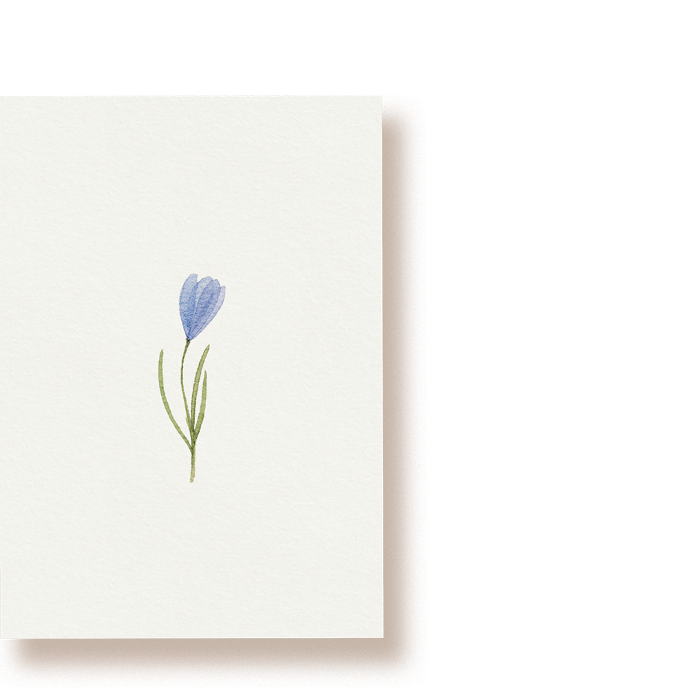 Krokus | Postkarte