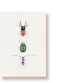 Käfer | Postkarte