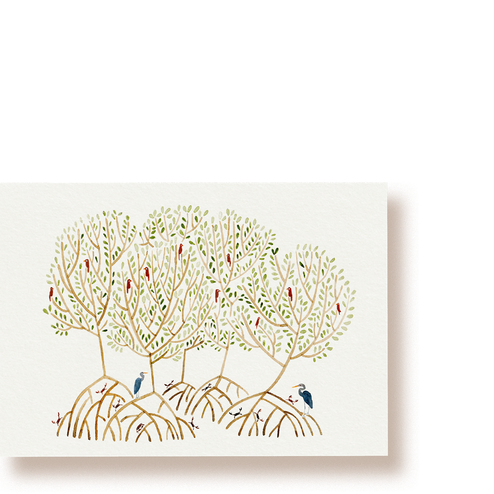 Mangrove | Postkarte