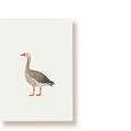Graugans | Postkarte