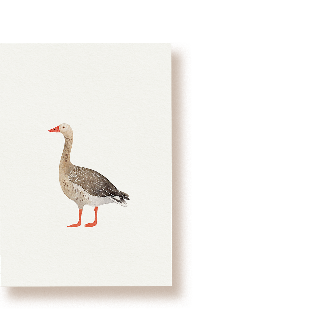 Graugans | Postkarte
