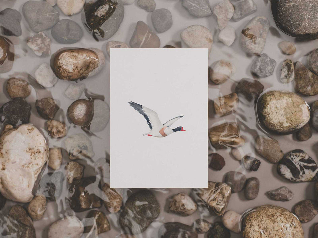 Brandgans | Postkarte
