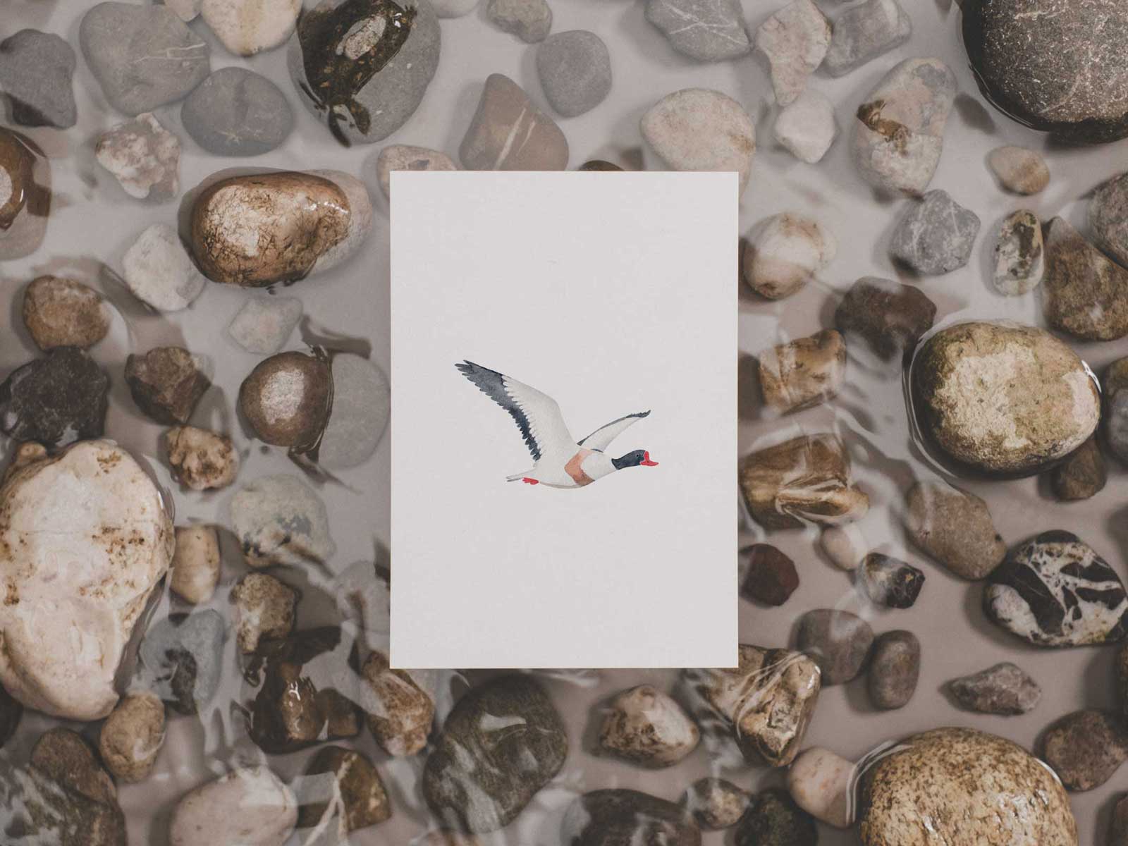 Brandgans | Postkarte