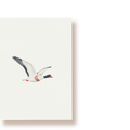 Brandgans | Postkarte