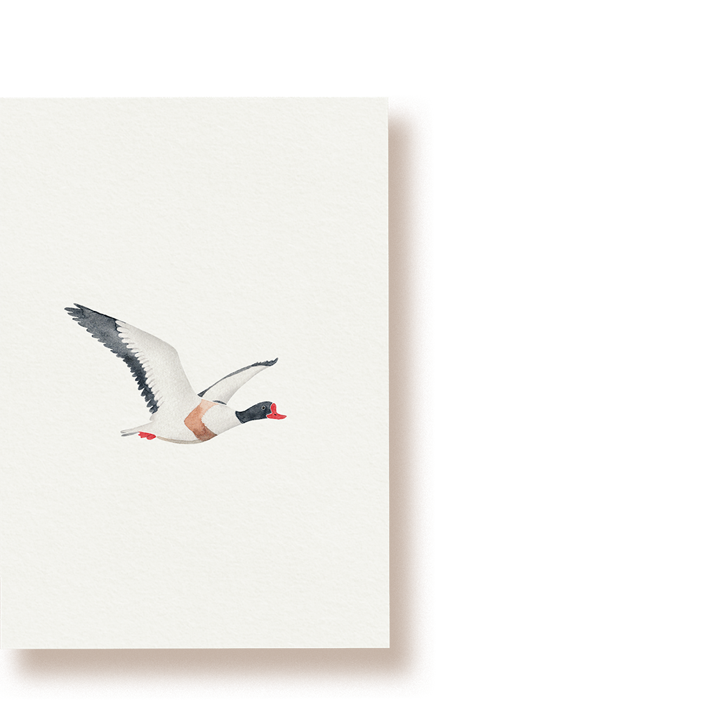Brandgans | Postkarte